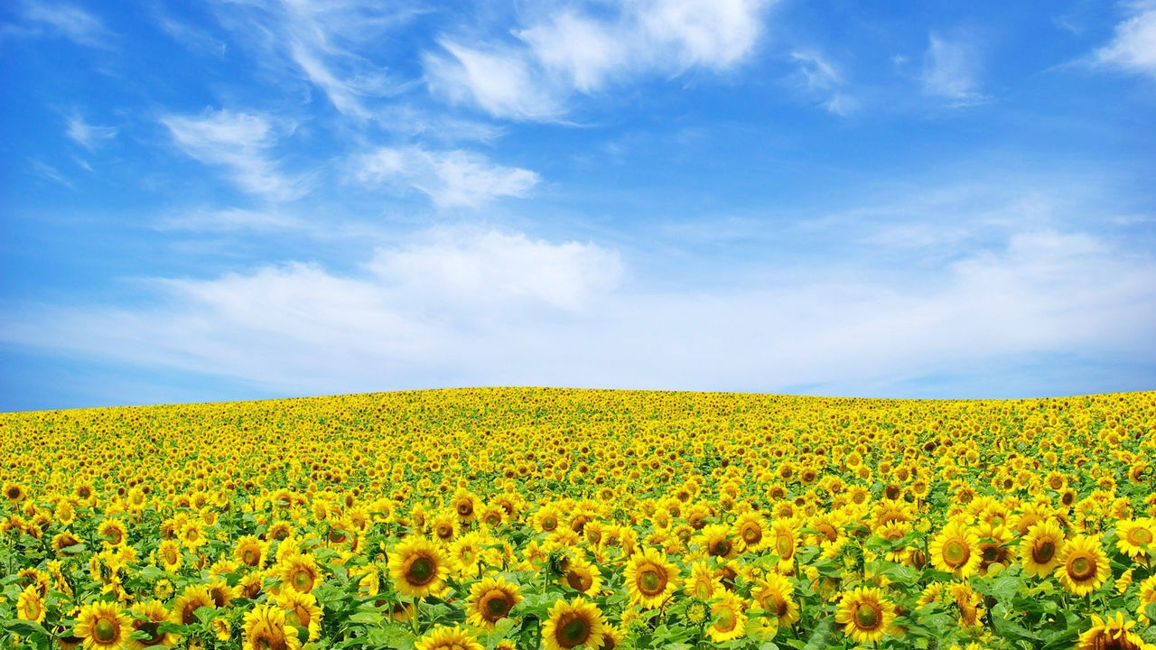 field-of-sun-flowers-high-definition-wallpaper.jpg