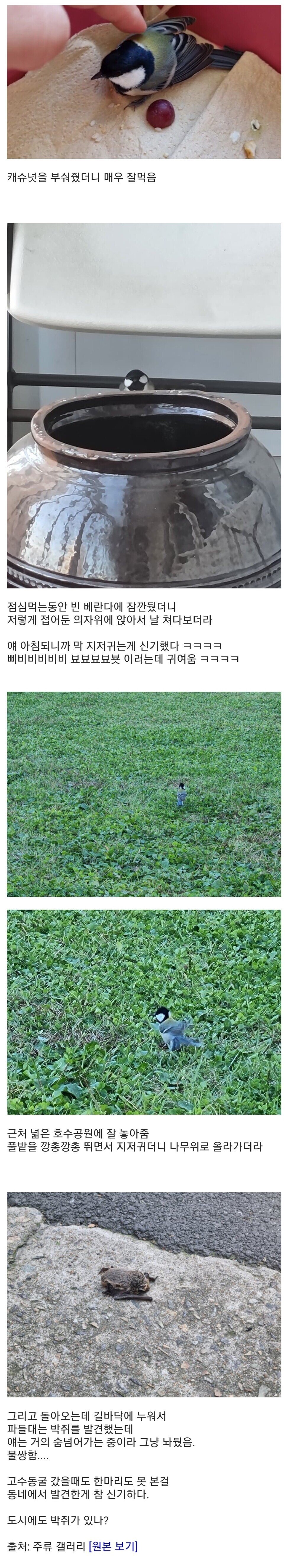 새줍한 디시인.jpg