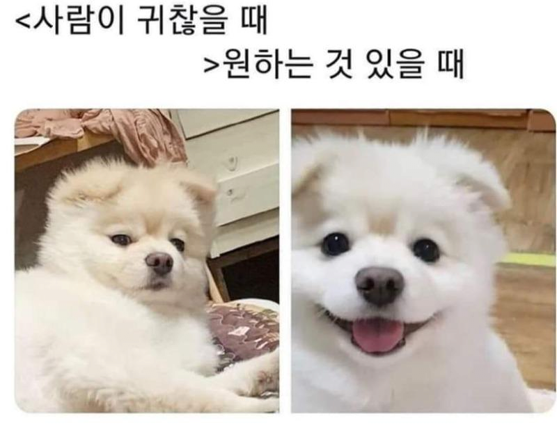 강아지 표정 국룰2.png