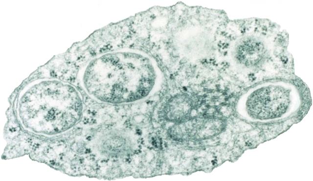 세균 ‘볼바키아’.위피피디아 제공