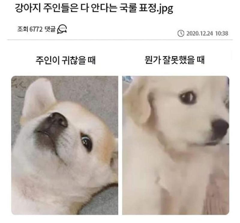 강아지 표정 국룰.png