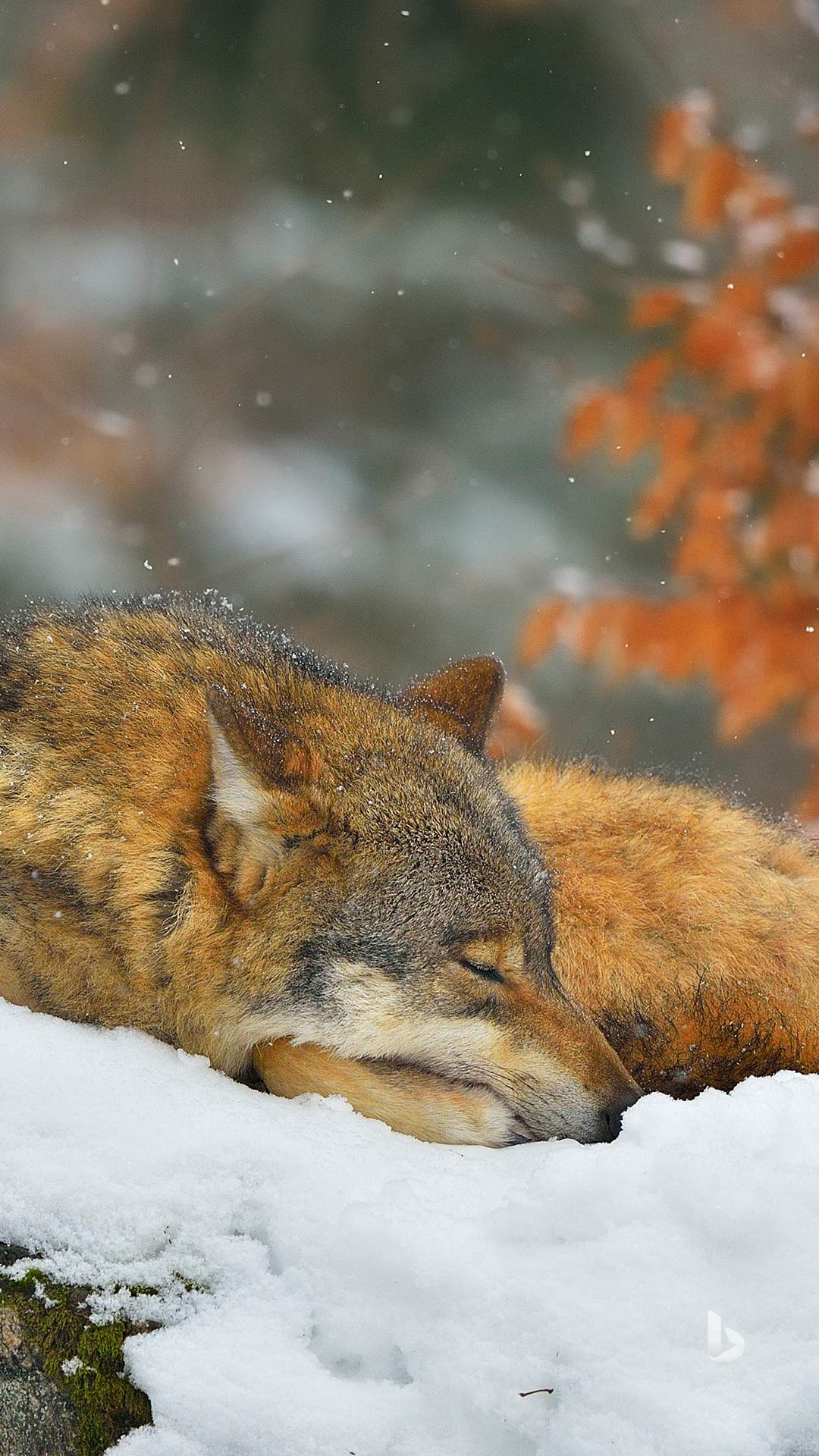 Sleeping wolf in Bavarian Forest National Park, Germany.jpg