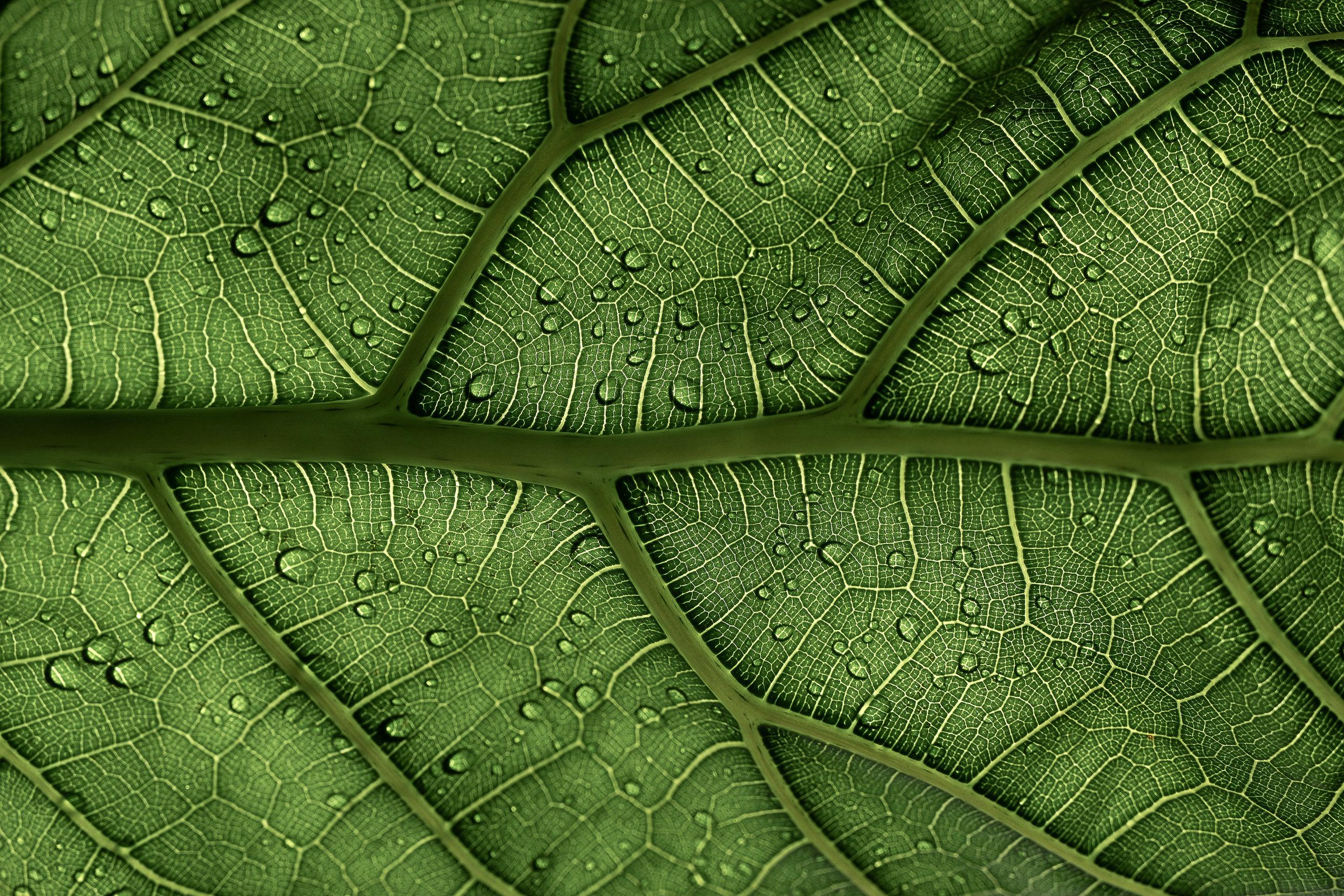 Leaf-Veins-by-Clay-Banks.jpg