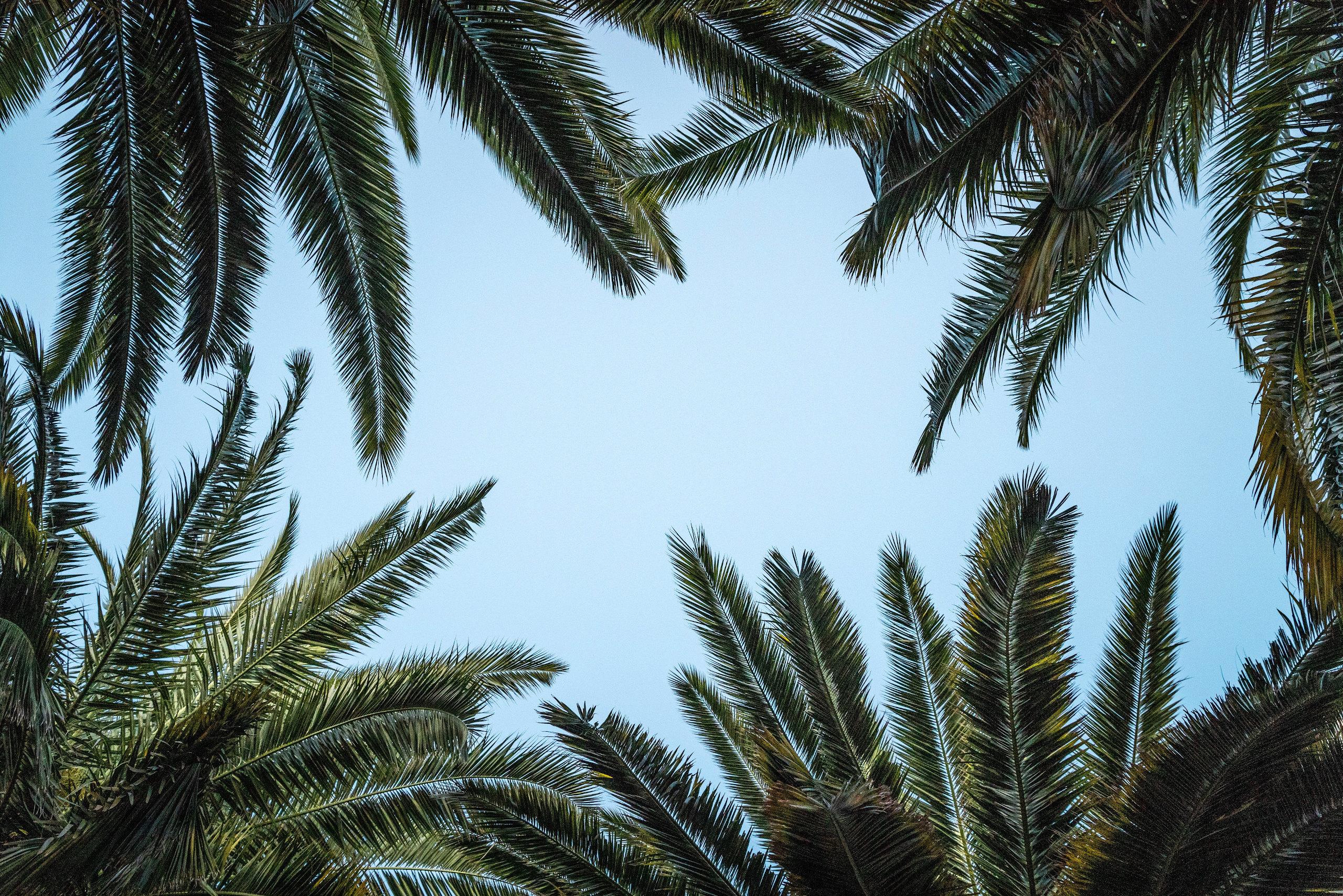 Green-Palm-Tree-by-Mitchell-Luo.jpg