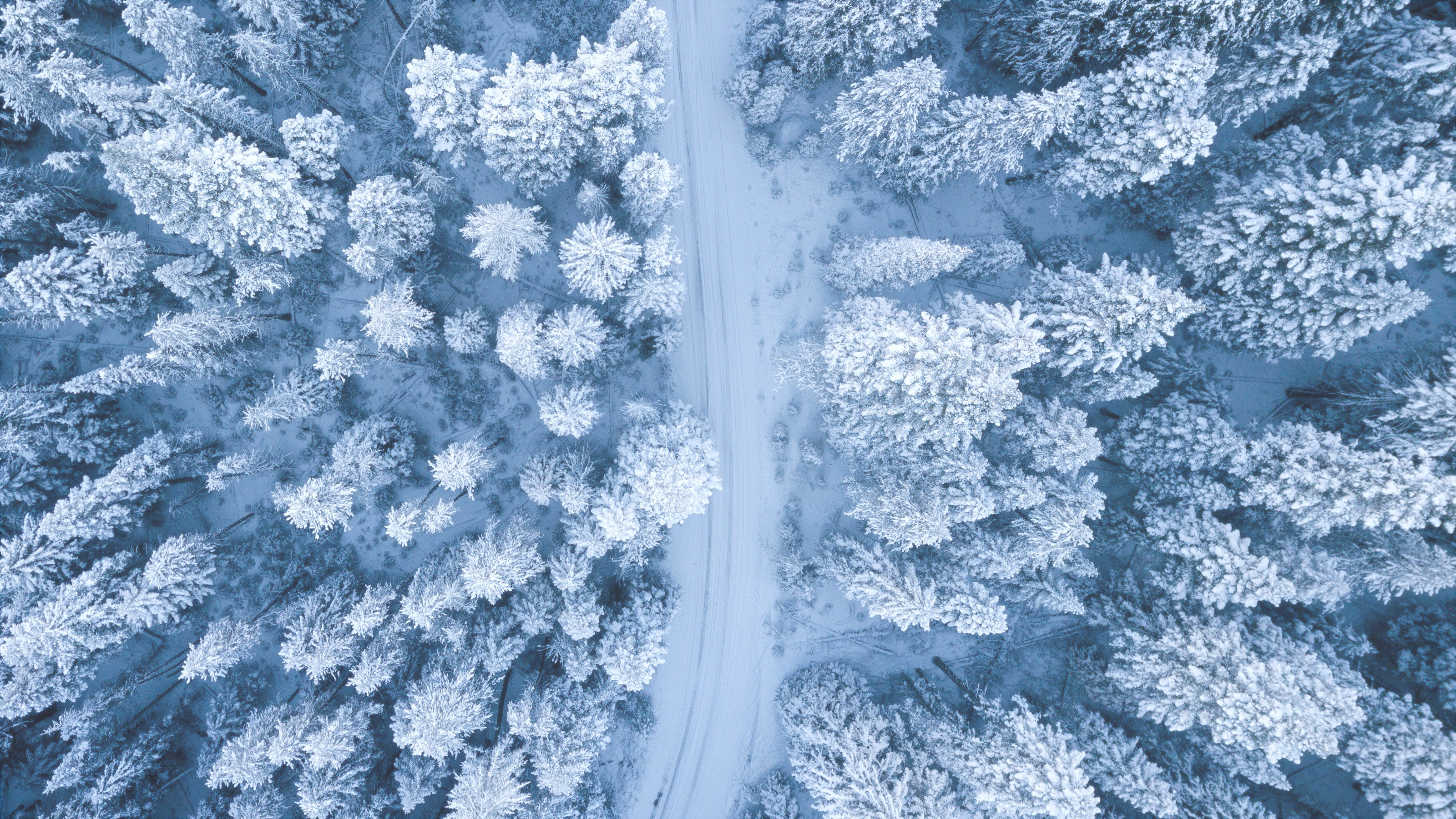 Snow-Topped-Trees.jpg