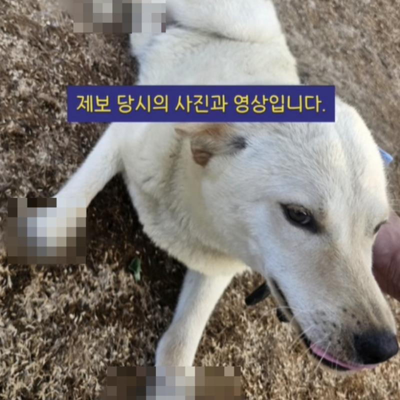 발목 4개 모두 절단된 백구…"자르다 만 흔적, 동물학대 의심"